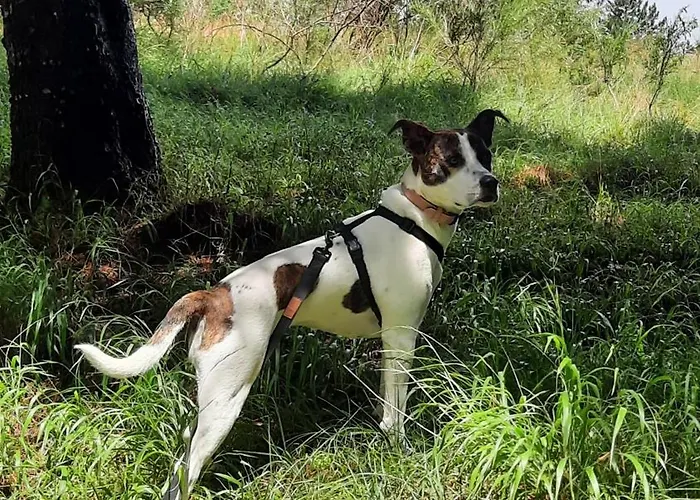 Casa de hóspedes Jolie's Florença