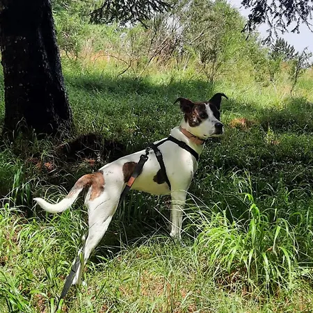 Konukevi Jolie's Floransa